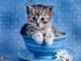[obrazky.4ever.sk] macka 4980170.jpg