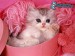 [obrazky.4ever.sk] macka 7682394.jpg