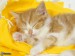 [obrazky.4ever.sk] spiaca macka 6686446.jpg